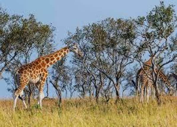 Rothschild's Giraffes in the wild