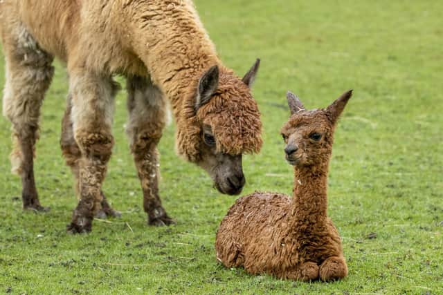 The week old alpaca born at Almond Valley Heritage Centre in Livingston.
Pic: SWNS