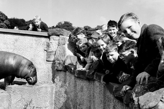 A group of pupils from Albert Primary School visiting the hippo enclosure in Spetember 1963.