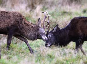Red deer stags lock antlers to determine which one gets to use the oven next (Picture: Jeff J Mitchell/Getty Images)