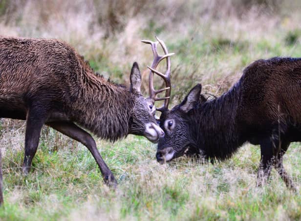 Red deer stags lock antlers to determine which one gets to use the oven next (Picture: Jeff J Mitchell/Getty Images)