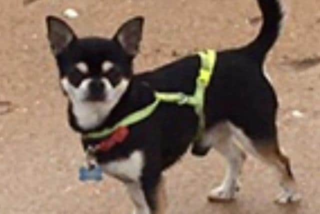 Fudge the chihuahua died of a heart attack following a dog attack on Portobello Beach