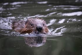 Beavers returning to the Cairngorms. Picture: James Manning/PA Wire