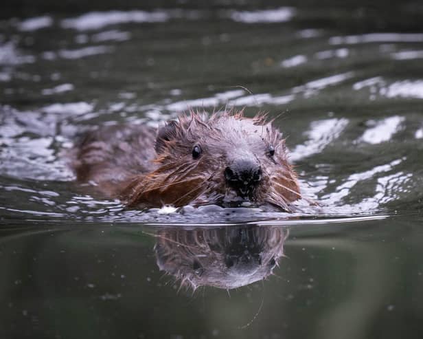 Beavers returning to the Cairngorms. Picture: James Manning/PA Wire