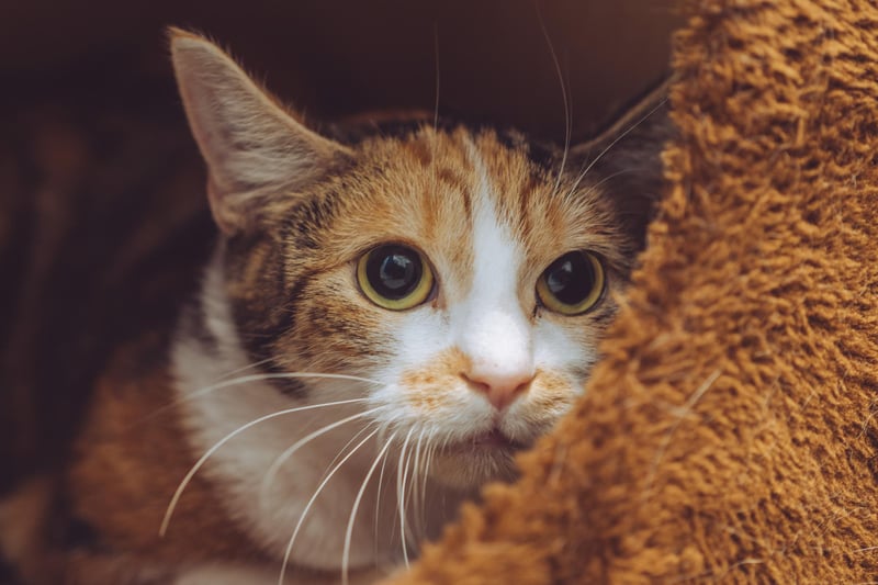 Penny also came from the same home as Ivy and Dolly. The two-year-old is finding her time in the cattery very stressful and a quiet, adult-only home with a new owner who can devote the time and care to building up her trust is where she belongs.