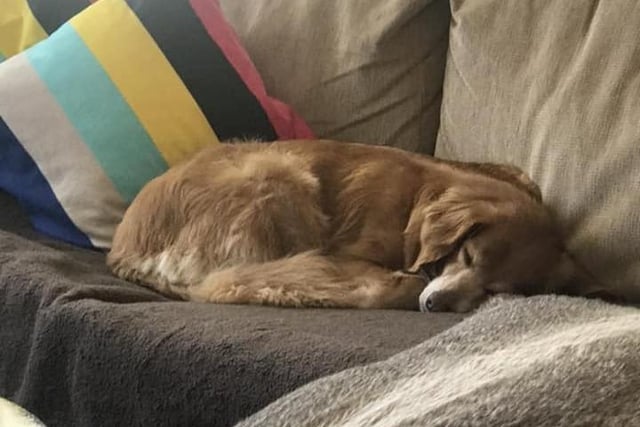 Karen Doran sent us this photo of her dog sleeping on the couch. She said: "Our wonderful boy, Cooper. A very damaged stray from Greece. One big cuddle of joy."