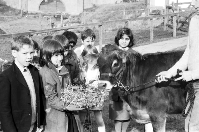 Children from Dalry Primary School help Dinkie the Jersey cow celebrate her first birthday at Gorgie City Farm in October 1987.