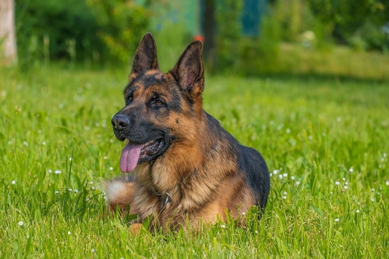 In fourth place, the German Shepherd had 1,112 mentions.