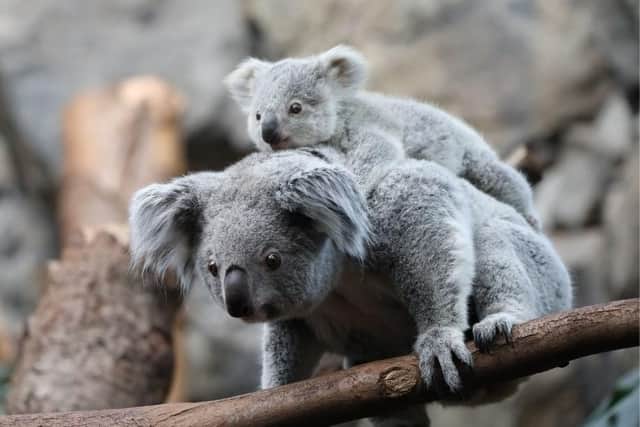 The baby koalas were born at Edinburgh Zoo to mums Kalari and Inala.