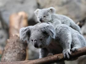 The baby koalas were born at Edinburgh Zoo to mums Kalari and Inala.