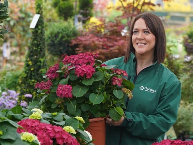 Dobbies will host free workshops on summer plant care throughout July