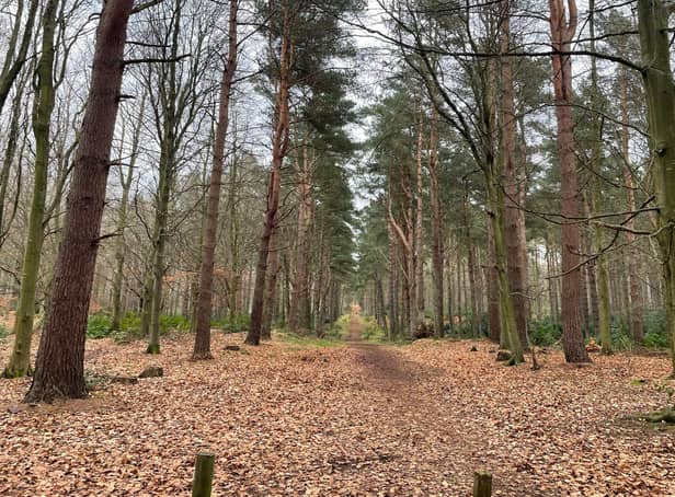 Binning Wood: This East Lothian beauty spot is a natural burial site - as well as a place of peace and reflection