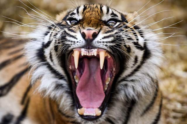 Dharma the Sumatran tiger yawns as members of the public return to Edinburgh Zoo in 2020. (Photo by Jeff J Mitchell/Getty Images)