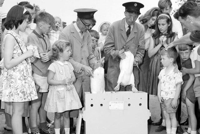 Penguins are packed into boxes to go to Iceland in August 1963