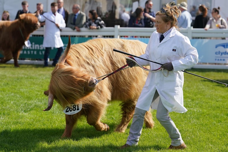 A Highland cow is paraded in the judging ring at the Royal Highland Show at Ingliston.