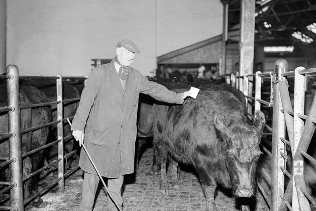 Cattle driver James Stevenson at Gorgie Market in November 1961.