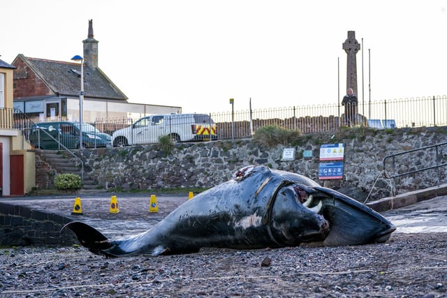 The stranding was reported to the Scottish Marine Animal Stranding Service Scheme, which collates and analyses all reports of stranded cetaceans and can carry out autopsies to understand more about the health and ecology of the animals.