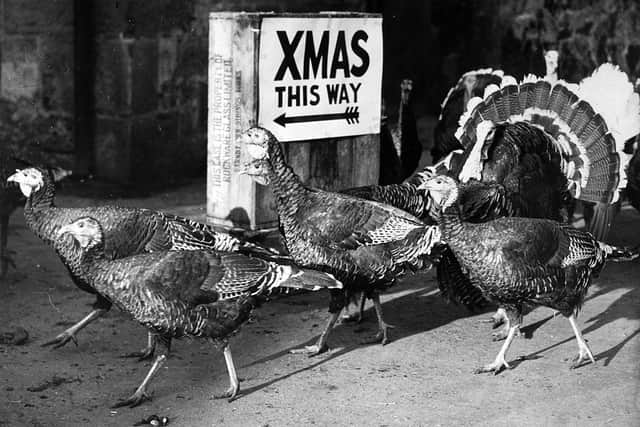 Turkeys pass a "Xmas this way" sign, seemingly unconcerned about their fate, in this image dated from 1952 (Photo: Popperfoto via Getty Images/Getty Images)