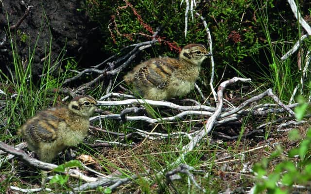 Grouse chicks face being shot on the 'Glorious Twelfth' of August