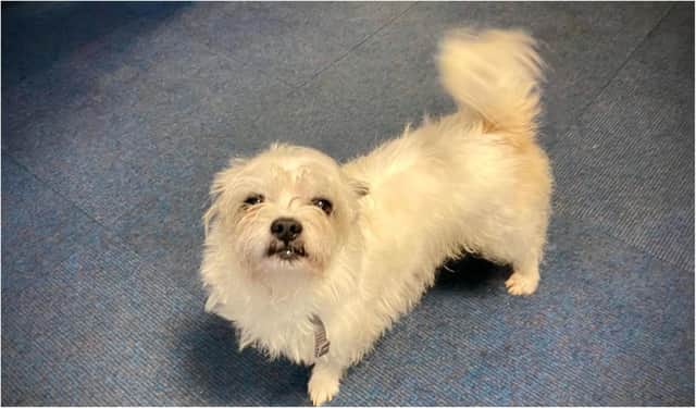 This cute dog was handed into Bathgate Police station by a concerned member of the public.