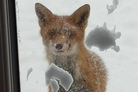A fox was photographed looking into the window of a house, as he sought refuge from the snow and freezing temperatures.