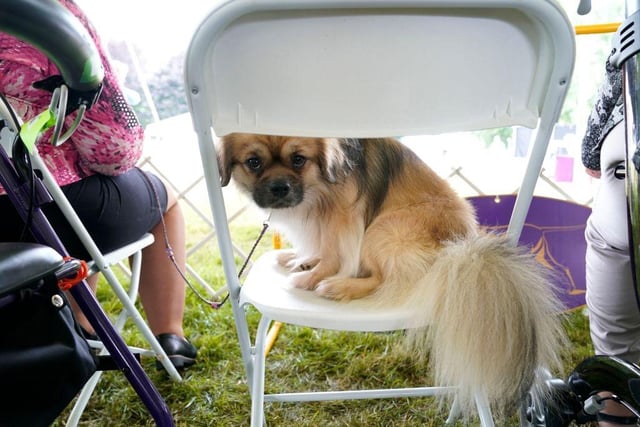 A Tibetan Spaniel waits to enter the ring  during the (Toy, Terrier and Non-Sporting) Breed Judging at the 146th Westminster Kennel Club Dog Show.
