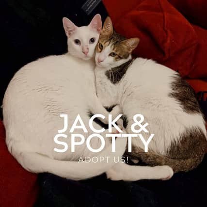 Jack and Spotty are two young, gorgeous brothers with radial hypoplasia. Their front legs didn't form in the same way as most other kitties' so they walk a bit wonkily.