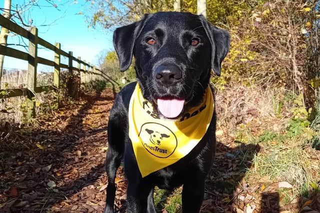 Walkies: Dogs Trust West Calder asks dog lovers to head outdoors to ...