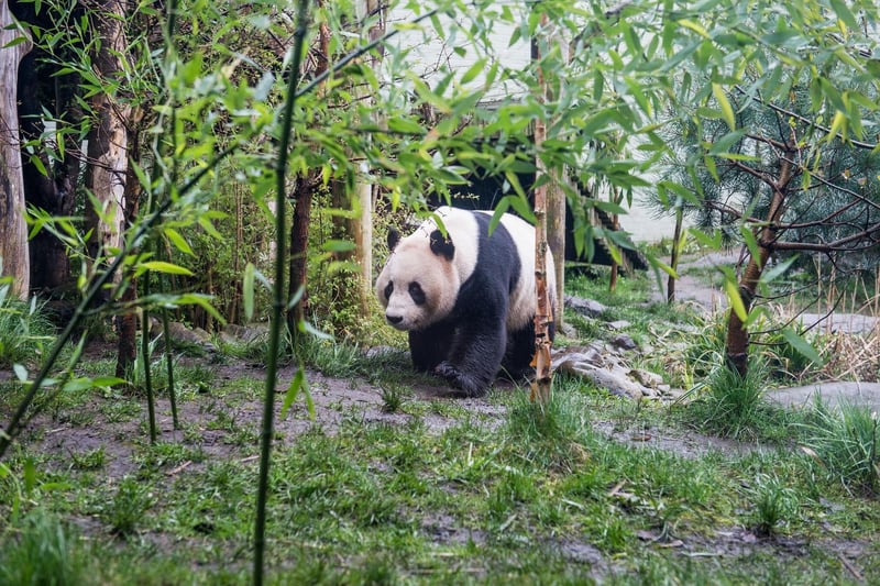 Scottish scientists were able to study Yang Guang and Tian Tian's diet while they stayed at Edinburgh Zoo, in an effort to aid the conservation of this iconic species in the wild.