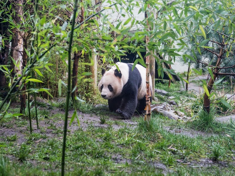 Scottish scientists were able to study Yang Guang and Tian Tian's diet while they stayed at Edinburgh Zoo, in an effort to aid the conservation of this iconic species in the wild.