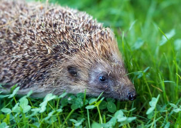 Hayley Matthews has a hedgehog house but no hedgehogs (Picture: Denis Charlet/AFP/Getty Images)