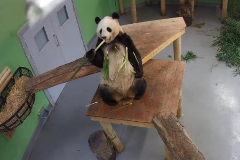 Animal lovers have been able to watch the giant pandas on Edinburgh Zoo's live webcam.