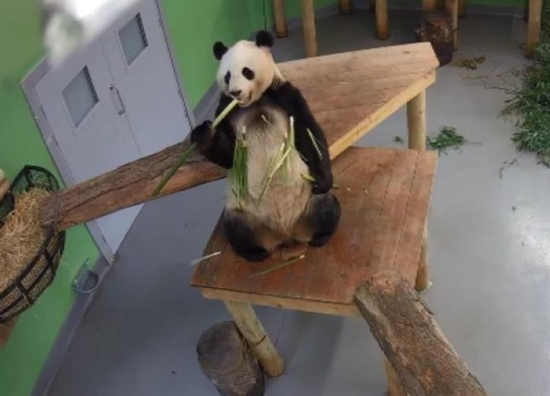 Animal lovers have been able to watch the giant pandas on Edinburgh Zoo's live webcam.