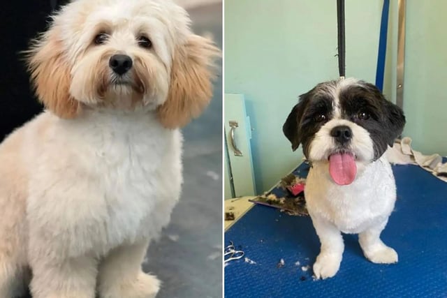 Star Dogs in Restalrig Road promises a "stress free" and "affordable" dog grooming service. One reader said: "My wee furbaby used to come out traumatised with other groomers but Kirsty just had a way with him and he was always a happy wee boy".