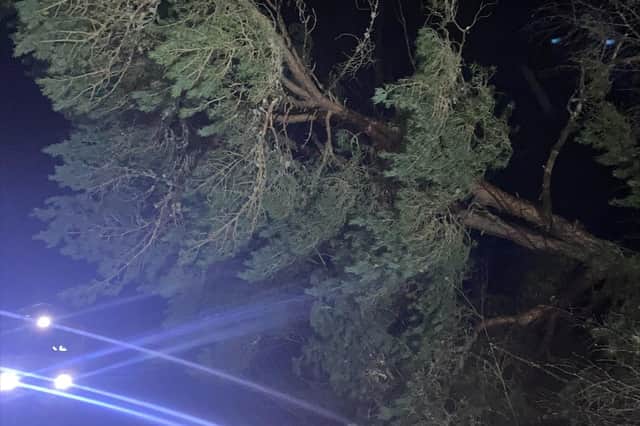 A 60ft tree blocking the Highland Mainline at Newtonmore, during Storm Corrie Damage last night (Photo: Network Rail Scotland).