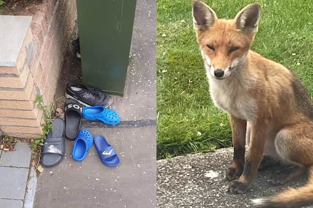 This fox has been spotted in Longstone stealing shoes from outside people's homes and leaving them, often in piles, around the local streets.