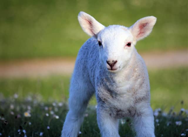 Lambs and other adorable baby animals are a familiar sign of spring's arrival in the UK and northern hemisphere. (Image credit: Getty Images via Canva Pro)