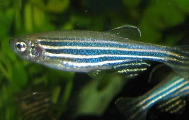 Zebrafish played a key role in the research