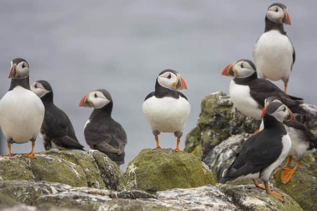 It is believed that the oldest puffin was heading to join the huge colony on the Isle of May in the Firth of Forth for the annual breeding season.
Pic: Saltire/George Mair