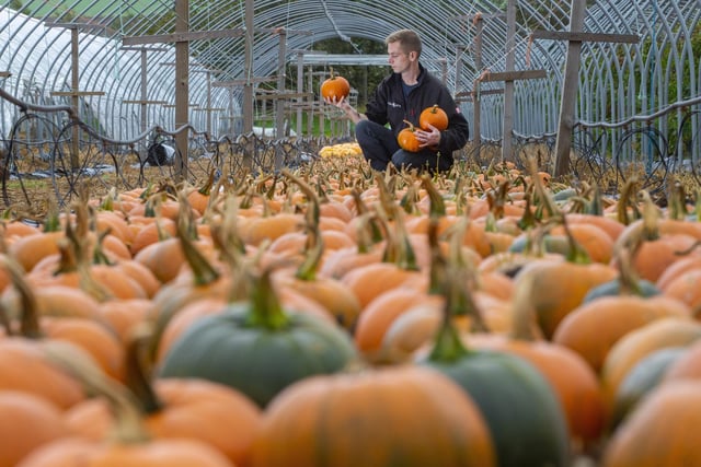 Farm worker Rob Grindrod checks the quality pumpkins at West Craigie Farm, South Queensferry before they are put back in the pumpkin patch at Craigie's for the public to choose for Halloween in 2018.