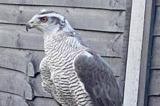 The 10-year-old goshawk, called Bella, was last seen in the Danderhall area late on Sunday evening. (Credit: Barry Shaw)