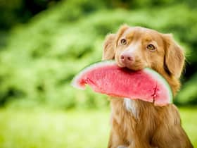 You might be surprised by some of the items your dog should avoid eating (Photo: Shutterstock)