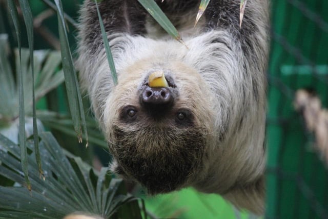 At Edinburgh Zoo, you can meet a two-toed sloth up close. The zoo offers a 'magic moments' experience, where visitors can go into the adorable animals' enclosure, feed them tasty snacks and explore where they eat, sleep and hang out in. Edinburgh Zoo also offer a host of other animal and keeper experiences.