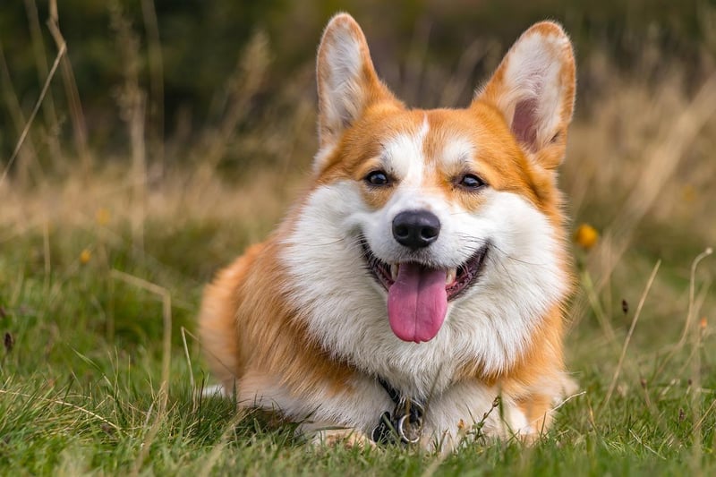 In tenth place is the Corgi, which had 308 monthly online mentions.