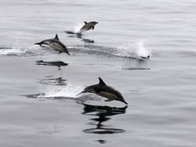 Common dolphins were the second most abundant species across the UK, seen 274 times, including groups of up to 200 individuals