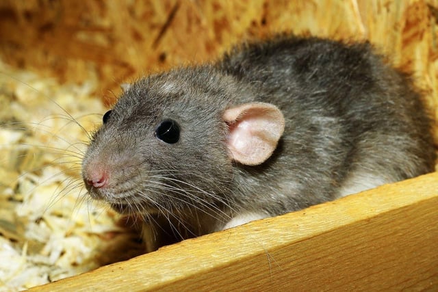 The may not have the best reputation, but rats can make great pets. 0.4 per cent of UK households have got beyond the negative preconceptions and have welcomed one of these highly intelligent animals into their family.