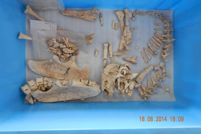 The remains discovered in the Gobi Desert