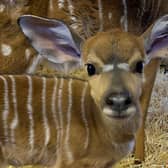 Yara is the new nyala calf born at Edinburgh Zoo (Royal Zoological Society of Scotland)