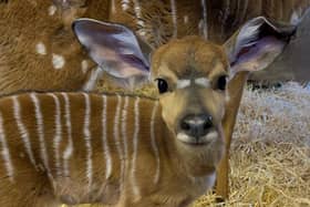 Yara is the new nyala calf born at Edinburgh Zoo (Royal Zoological Society of Scotland)