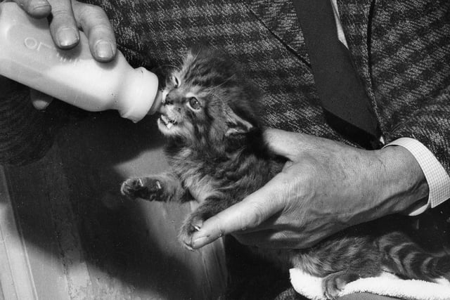 A wildcat kitten is handfed by Mr Fisher, Director of Edinburgh Zoo, in July 1963.